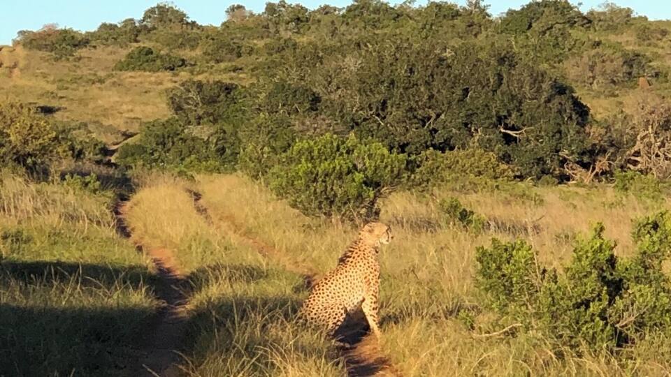 A cheetah on a dirt path in a grassy savannah with trees in the background.