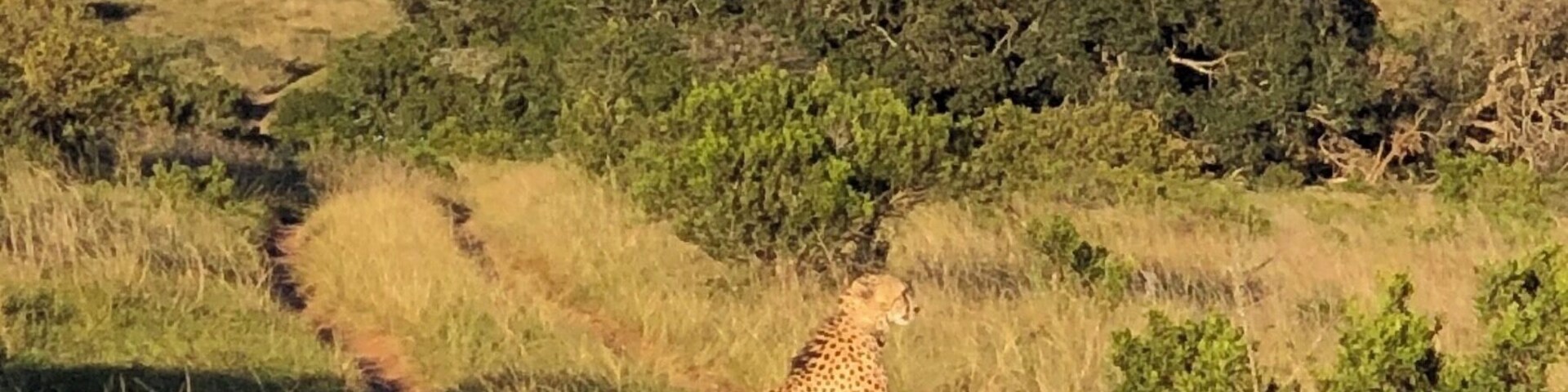 We were truly lucky to spend time at Amakhala. An amazing reserve 💛