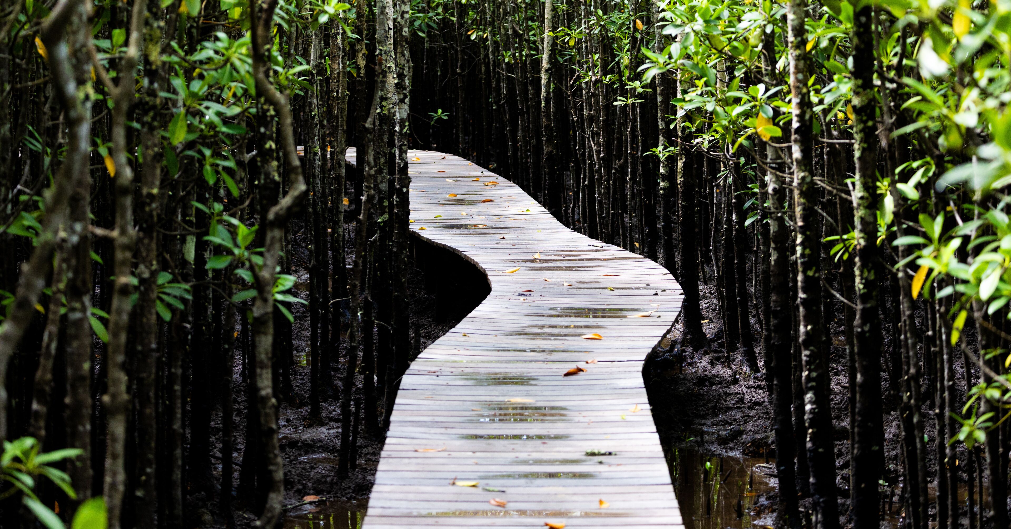 a walkway between a mangrove forest