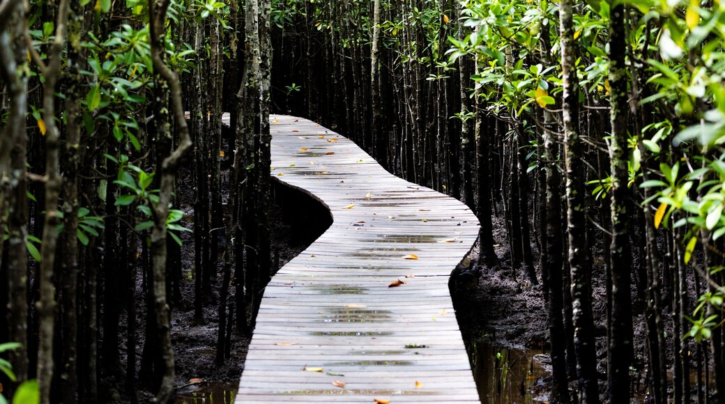 a walkway between a mangrove forest