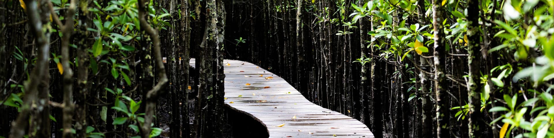 a walkway between a mangrove forest