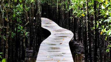 a walkway between a mangrove forest