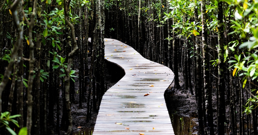 a walkway between a mangrove forest