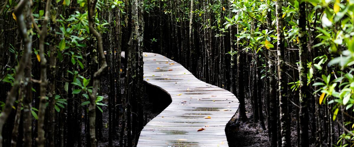 A wooden boardwalk winding through a mangrove forest.