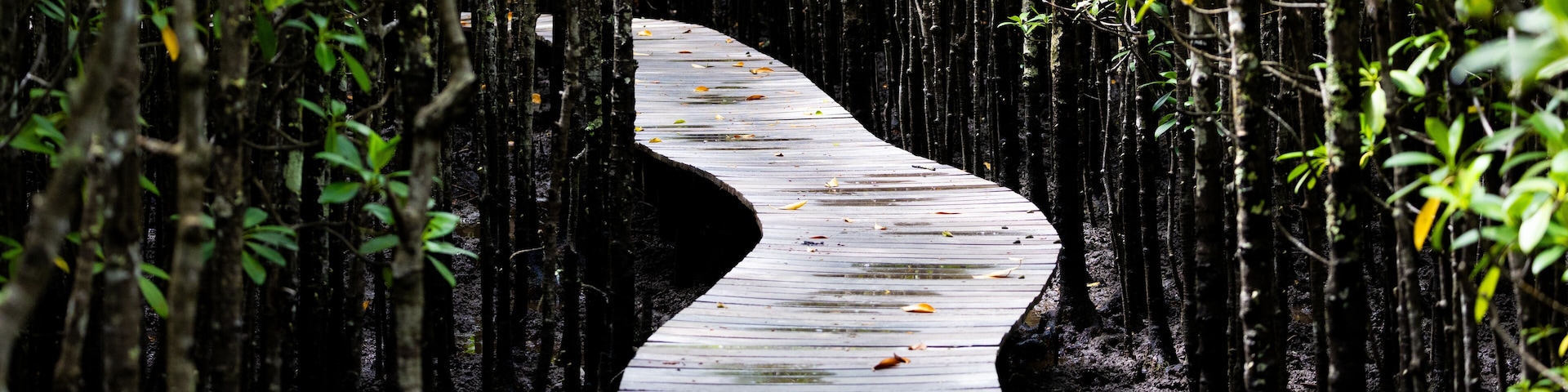 A wooden boardwalk winding through a mangrove forest.