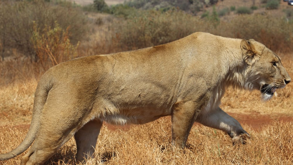 Un lion marchant dans une savane aride, où la végétation est clairsemée, avec des collines en arrière-plan.