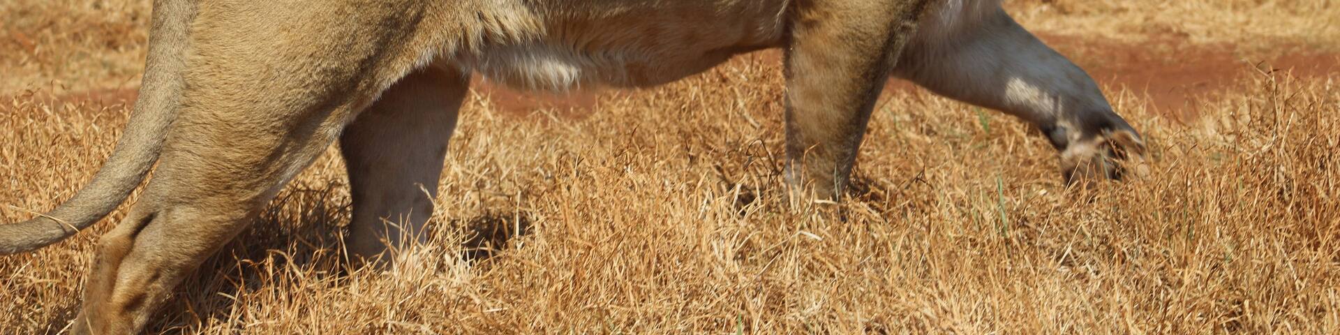 A lion walking through a dry grassland with sparse vegetation and hills in the background.