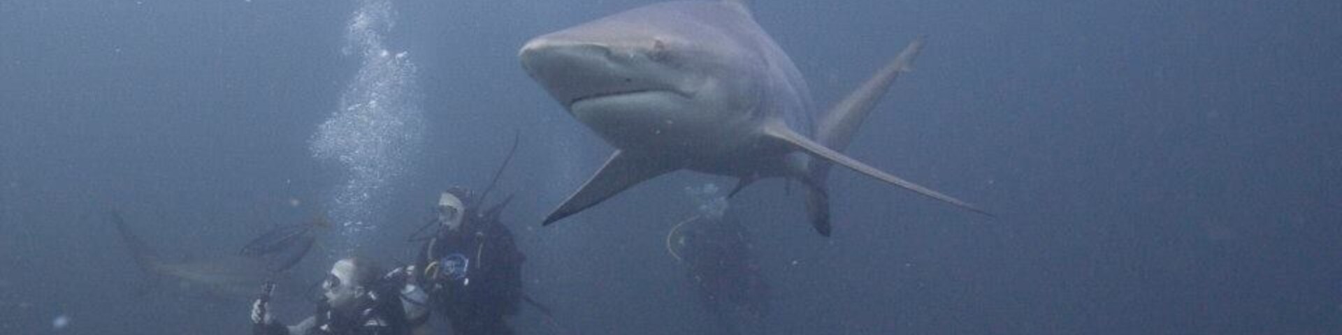 Visit Durban while in South Africa and get Patrick from Calypso UShaka Dive Center to arrange a shark dive on the Aliwal Shoal which is famous for its sharks. We had 20-30 Oceanic Blacktips with us for almost an hour. Sadly no Tiger Sharks arrived on the day we were there.