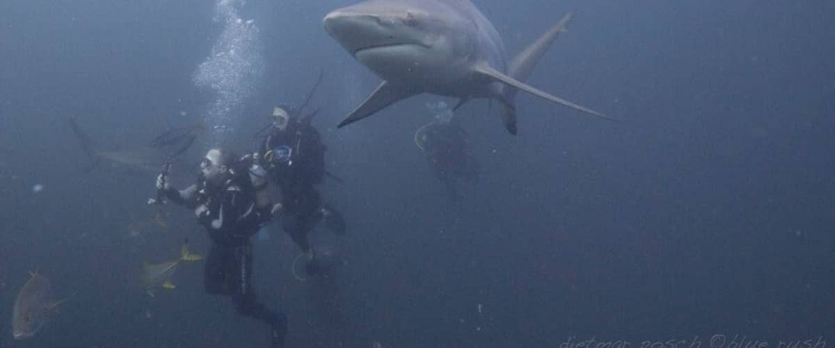A diver and a shark swimming in the ocean.