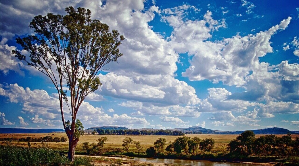 Unfortunately I don't remember exactly where this was, but it was the rural part of middle of South Africa, a few hours away from Johannesburg...