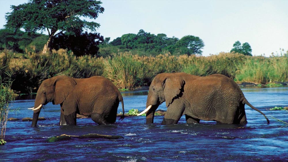 Two elephants wading in a river surrounded by tall grasses and trees.