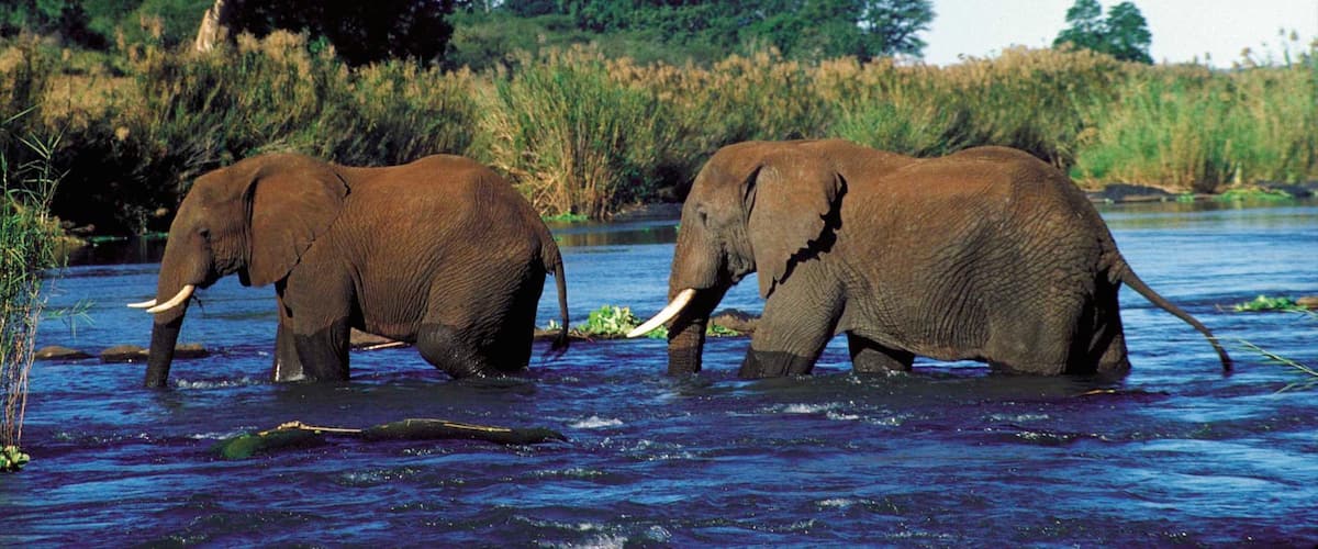 Mpumalanga - Limpopo ofreciendo un lago o abrevadero, animales terrestres y animales del zoológico