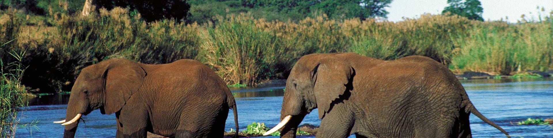 Mpumalanga - Limpopo featuring land animals, a lake or waterhole and zoo animals