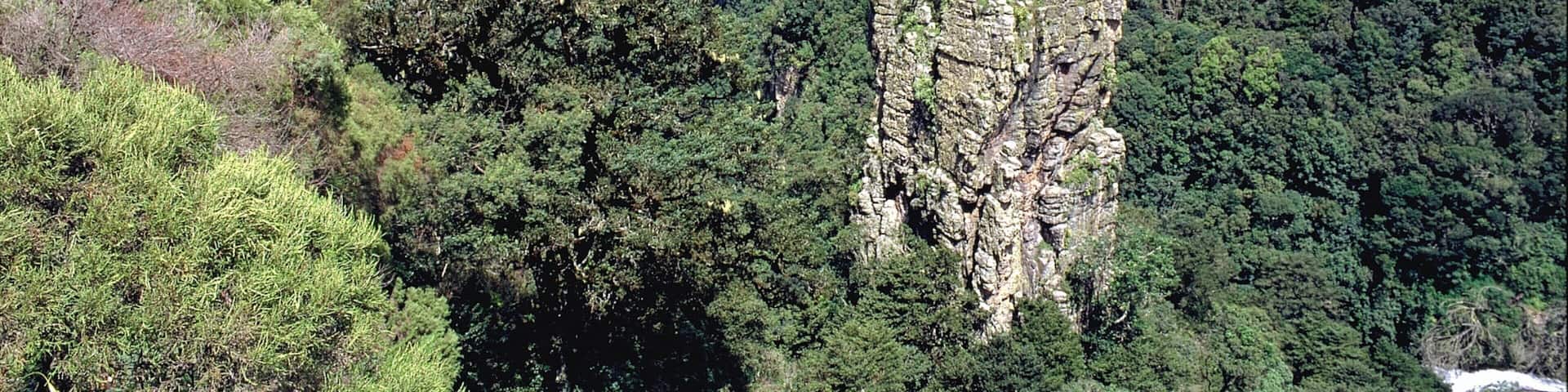 Mpumalanga - Limpopo que inclui cenas de floresta e montanhas