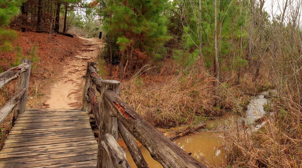 Bastrop State Park, Texas, features a charming wooden cedar bridge crossing over a serene creek.