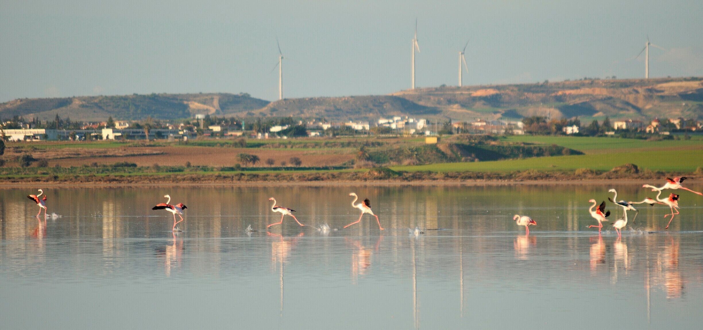 3 years ago, I was up at 6 aiming for pink, on the eve of my 30th birthday. It still is one of my favourite animal encounters ever.
