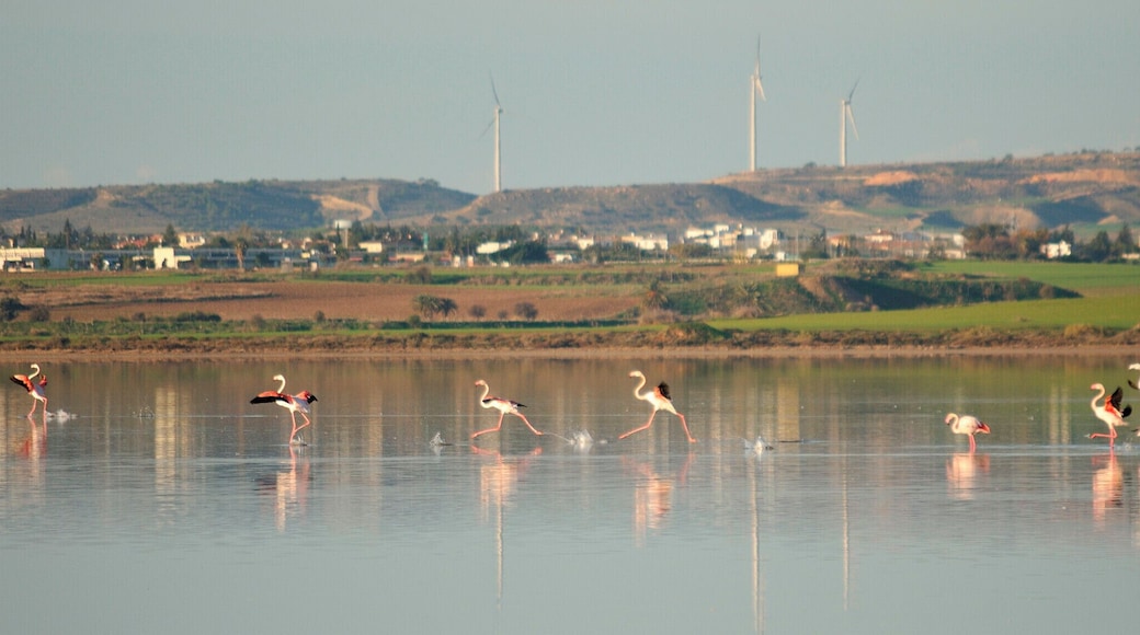 3 years ago, I was up at 6 aiming for pink, on the eve of my 30th birthday. It still is one of my favourite animal encounters ever.
