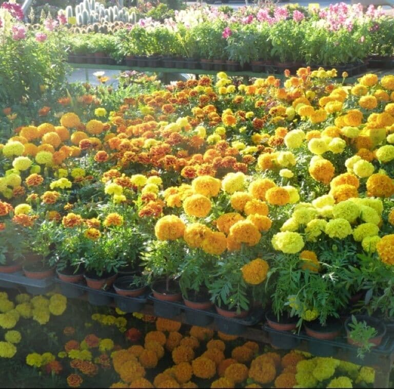 A variety of potted marigold flowers in different colors.