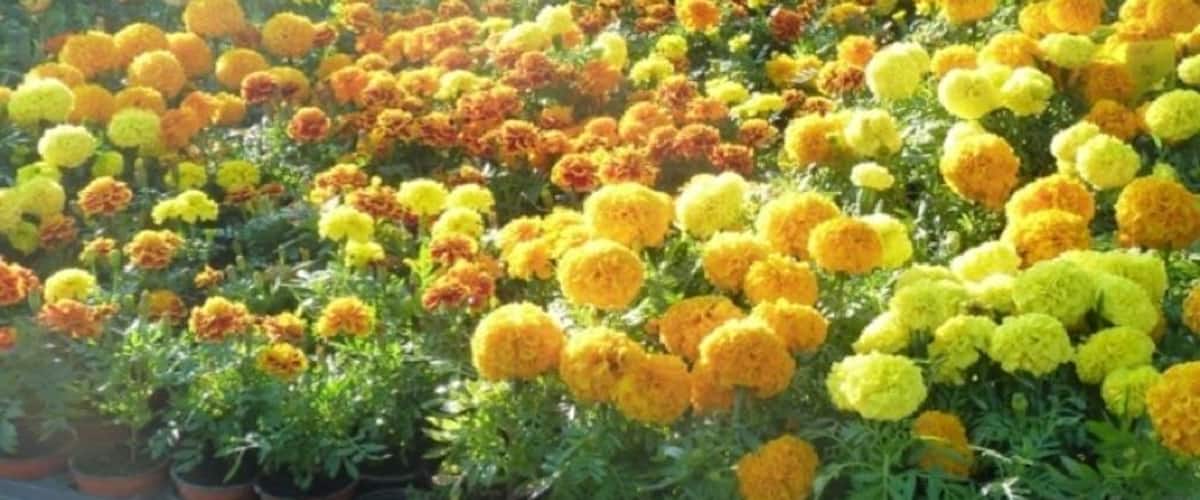 A variety of potted marigold flowers in different colors.