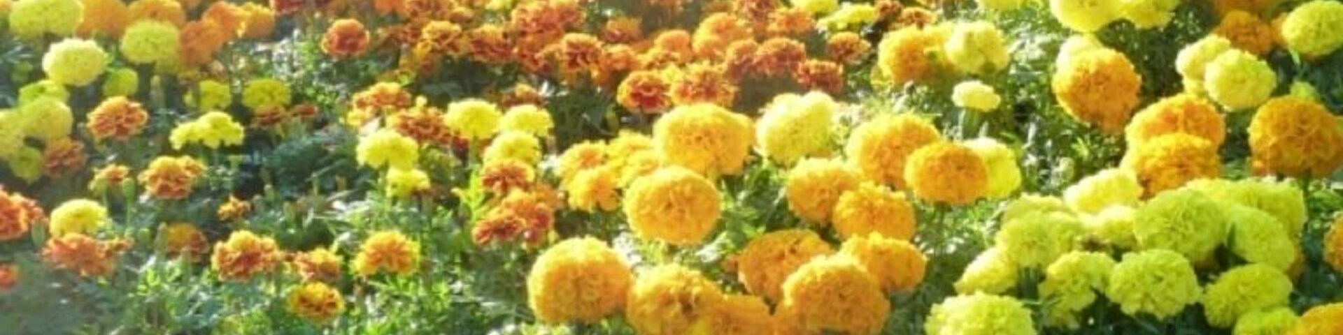 A variety of potted marigold flowers in different colors.