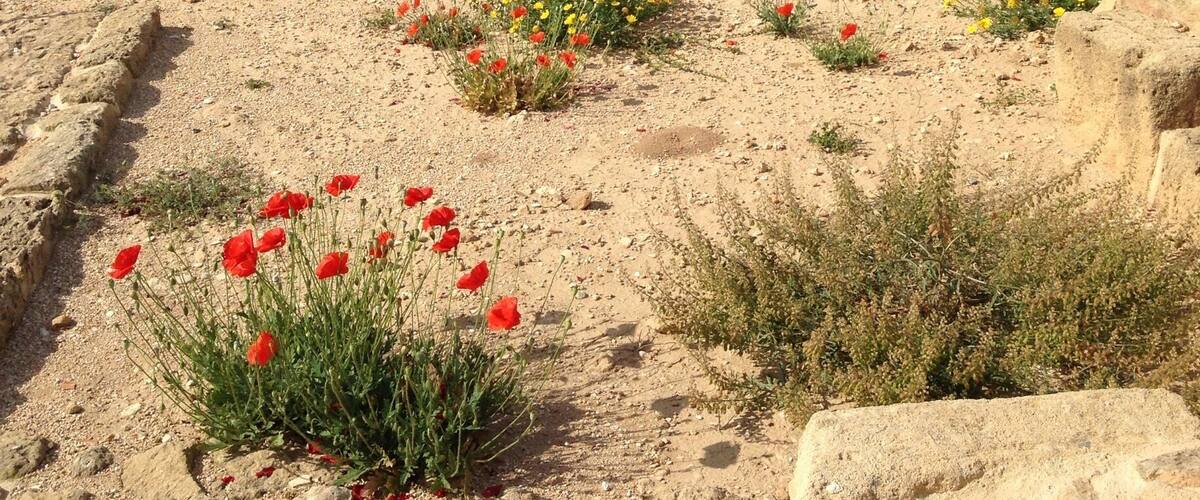 The flowers are taking over the wasteland of the ruins