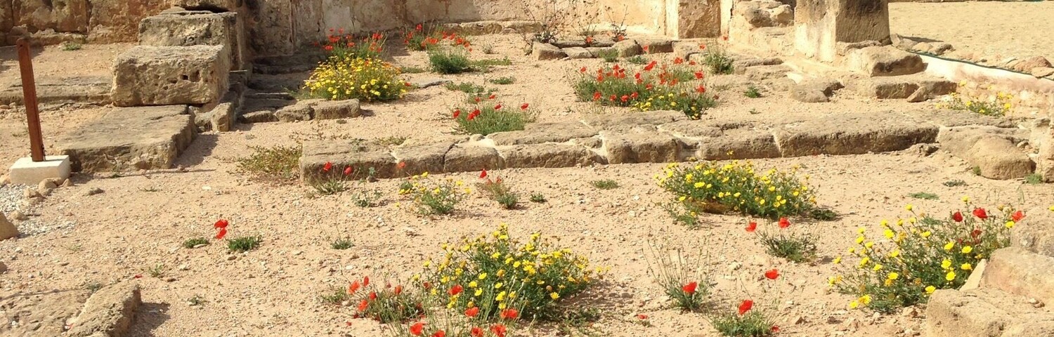 The flowers are taking over the wasteland of the ruins