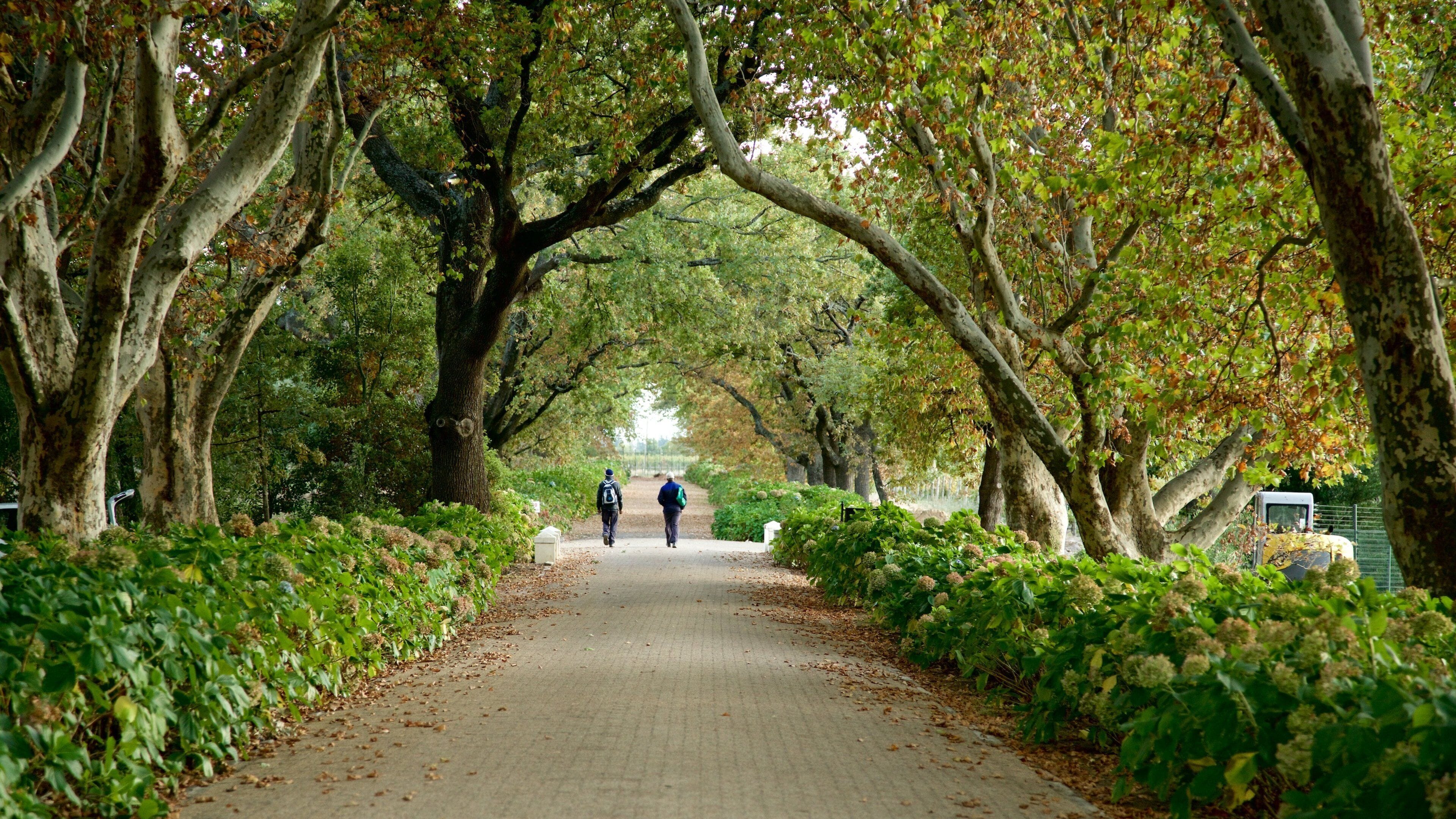 Uma trilha arborizada com pessoas caminhando.