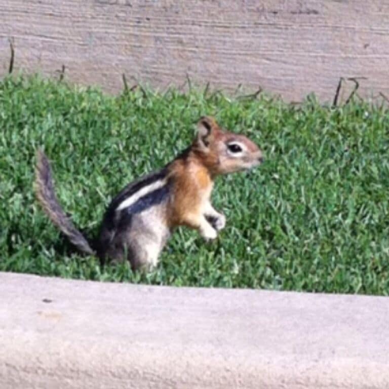 These little chipmunks scamper and cavort around the pools at the Inn of the 7th Mountain. I think they're cute :)