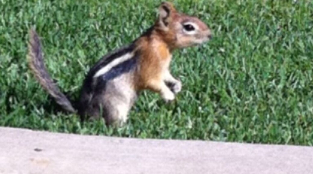These little chipmunks scamper and cavort around the pools at the Inn of the 7th Mountain. I think they're cute :)