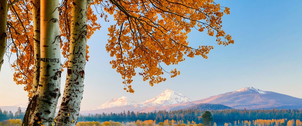 Birch trees with yellow leaves, a lake, and a snow-capped mountain in the background.