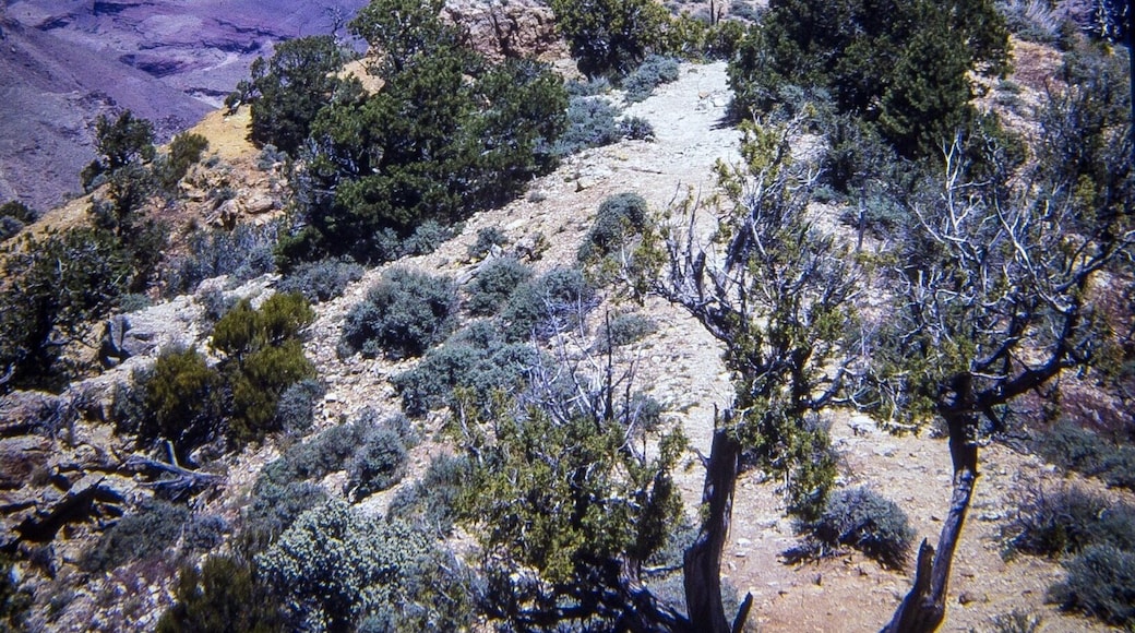 Grand Canyon USA. Definitely worth a visit