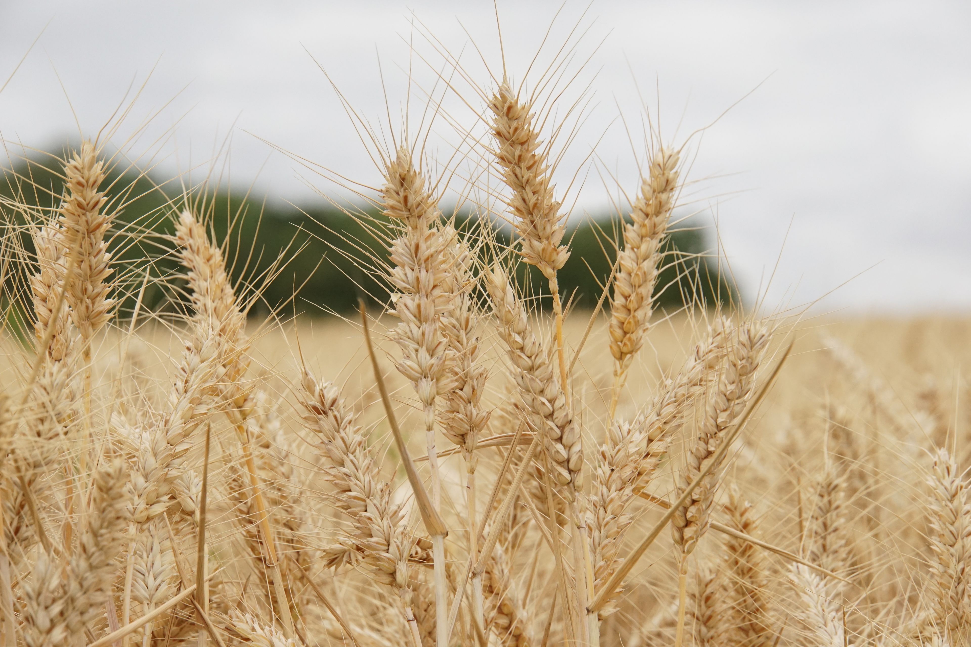 wheat field, summer, harvest time, uk, suffolk, haverhill, sturmer, July 2026, farming, agriculture, dry summer, golden grains, nature