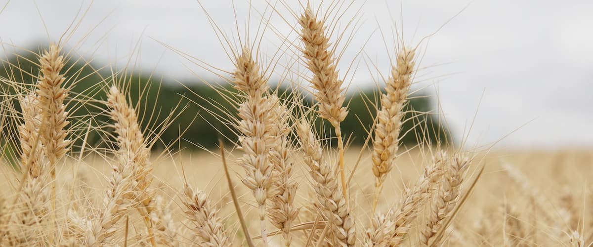 wheat field, summer, harvest time, uk, suffolk, haverhill, sturmer, July 2026, farming, agriculture, dry summer, golden grains, nature