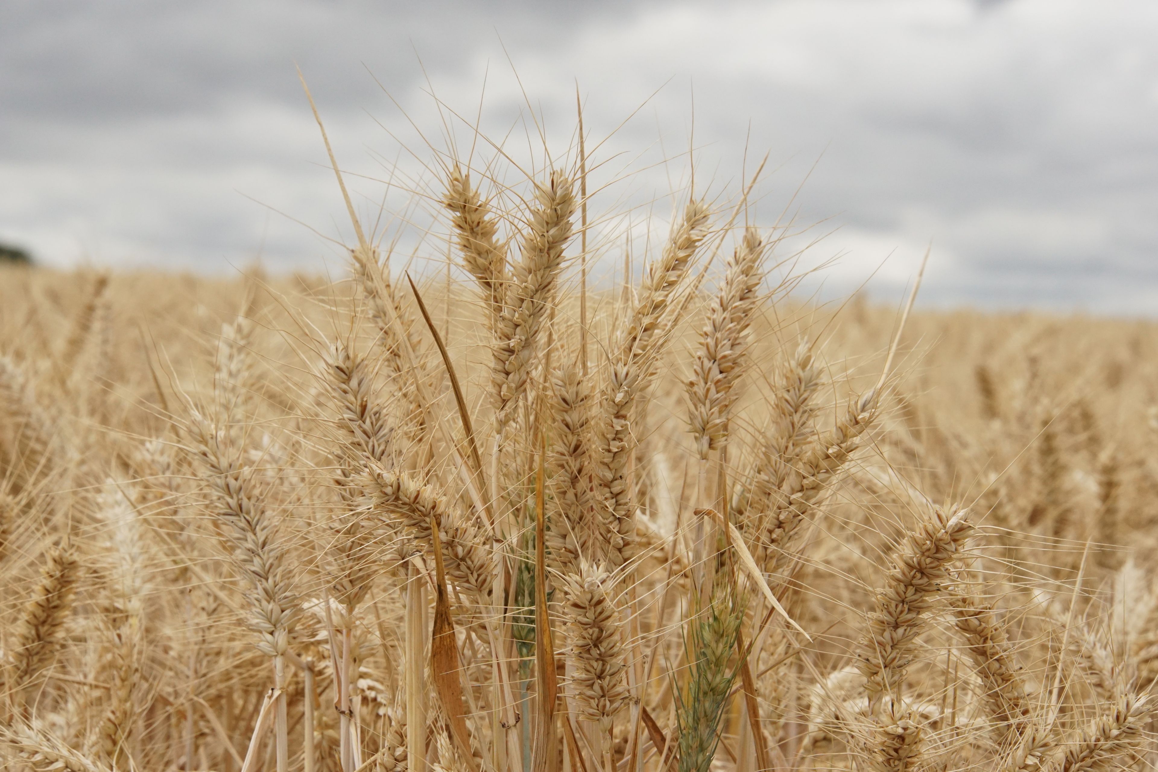 wheat field, summer, harvest time, uk, suffolk, haverhill, sturmer, July 2026, farming, agriculture, dry summer, golden grains, nature