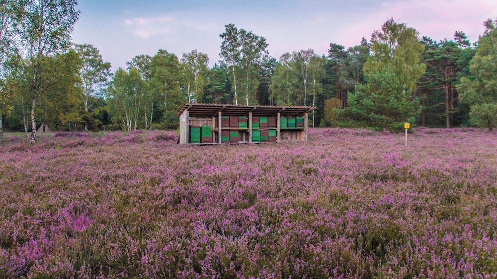 A cabin in a heather field with trees in the background.