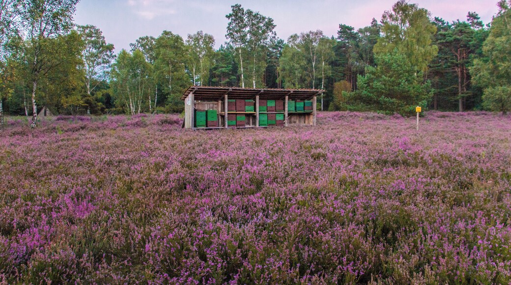 Bienenstöcke im Wacholderpark Soltau