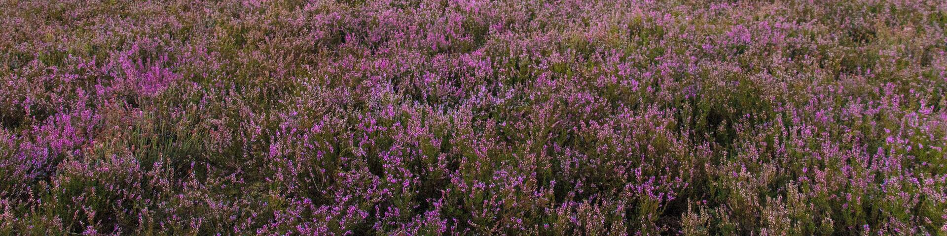A cabin in a heather field with trees in the background.