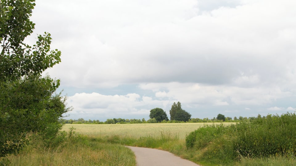 A rural path leading through a field with trees and a cloudy sky.