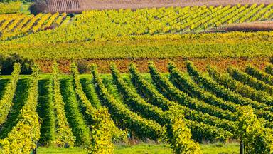 autumn vineyard near Langenlois, Lower Austria, Austria