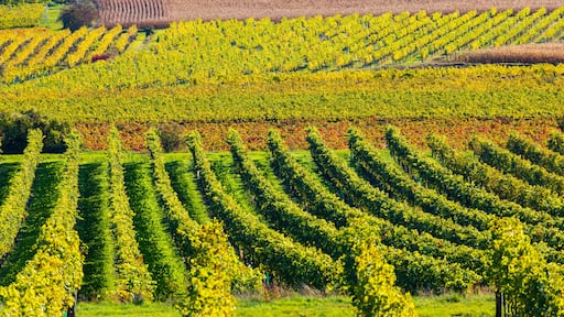 autumn vineyard near Langenlois, Lower Austria, Austria