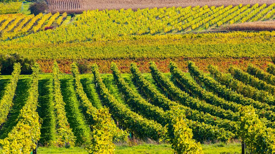 A vineyard with rows of grapevines.