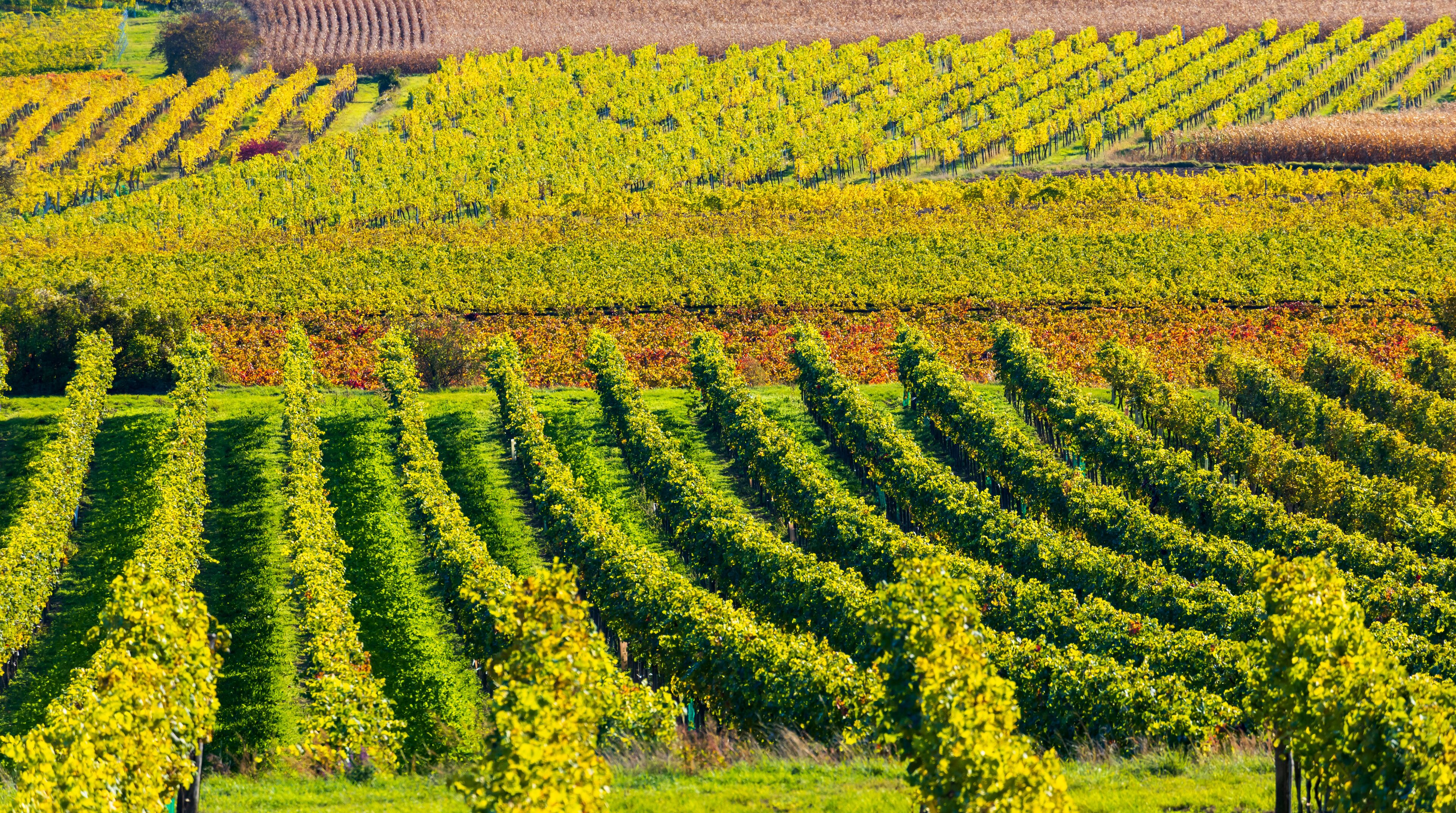A vineyard with rows of grapevines.