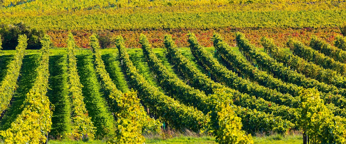 A vineyard with rows of grapevines.