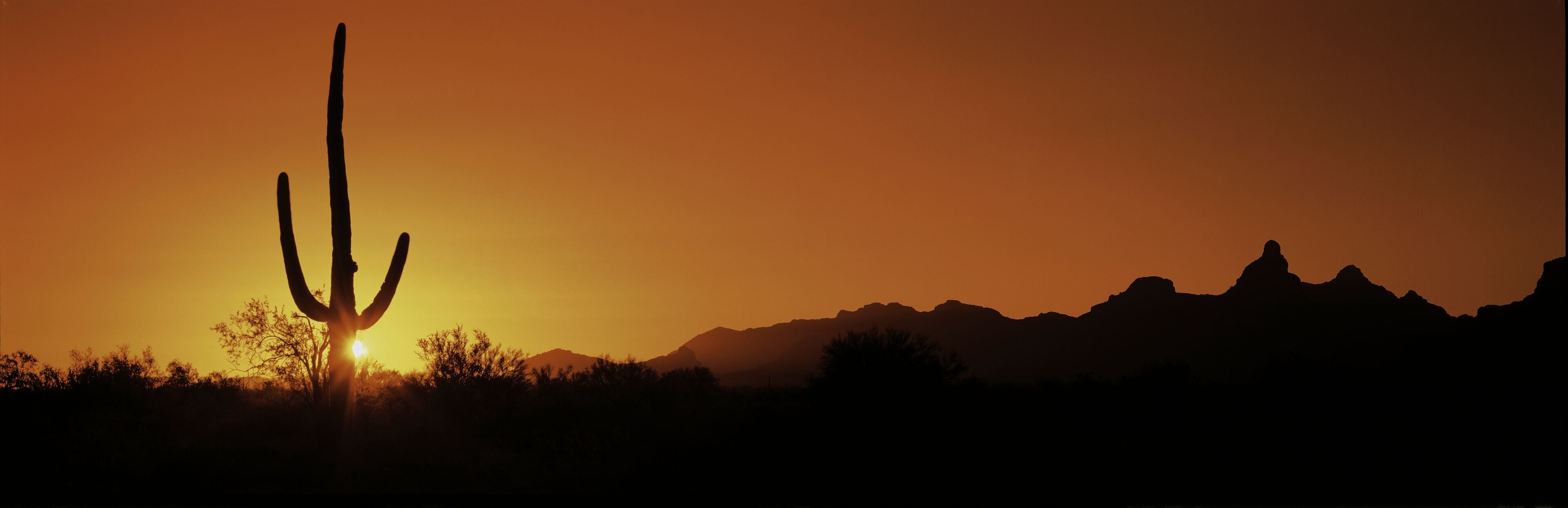 This is Organ Pipe Cactus National Monument at sunrise. Silhouetted is a Saguaro cactus.