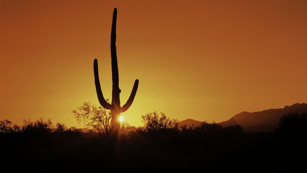 This is Organ Pipe Cactus National Monument at sunrise. Silhouetted is a Saguaro cactus.