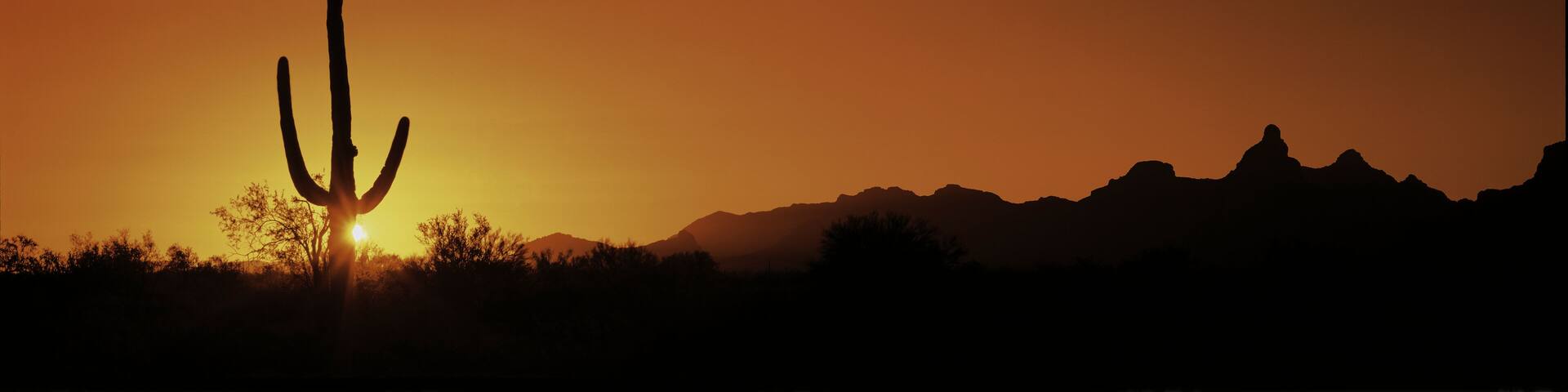 This is Organ Pipe Cactus National Monument at sunrise. Silhouetted is a Saguaro cactus.