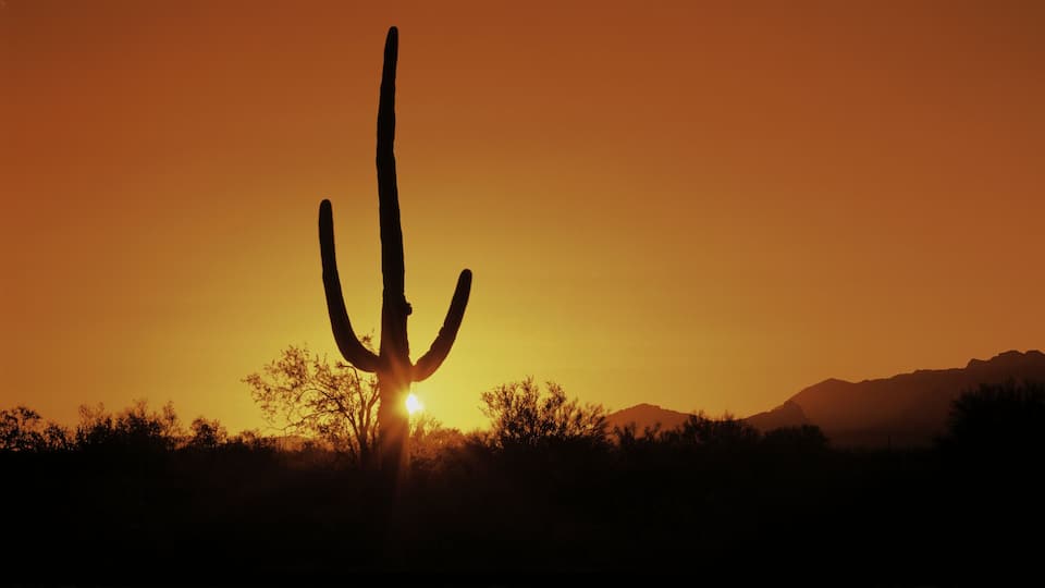 A cactus silhouetted against a sunset with mountains in the background.