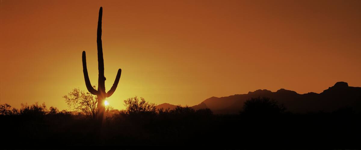 This is Organ Pipe Cactus National Monument at sunrise. Silhouetted is a Saguaro cactus.