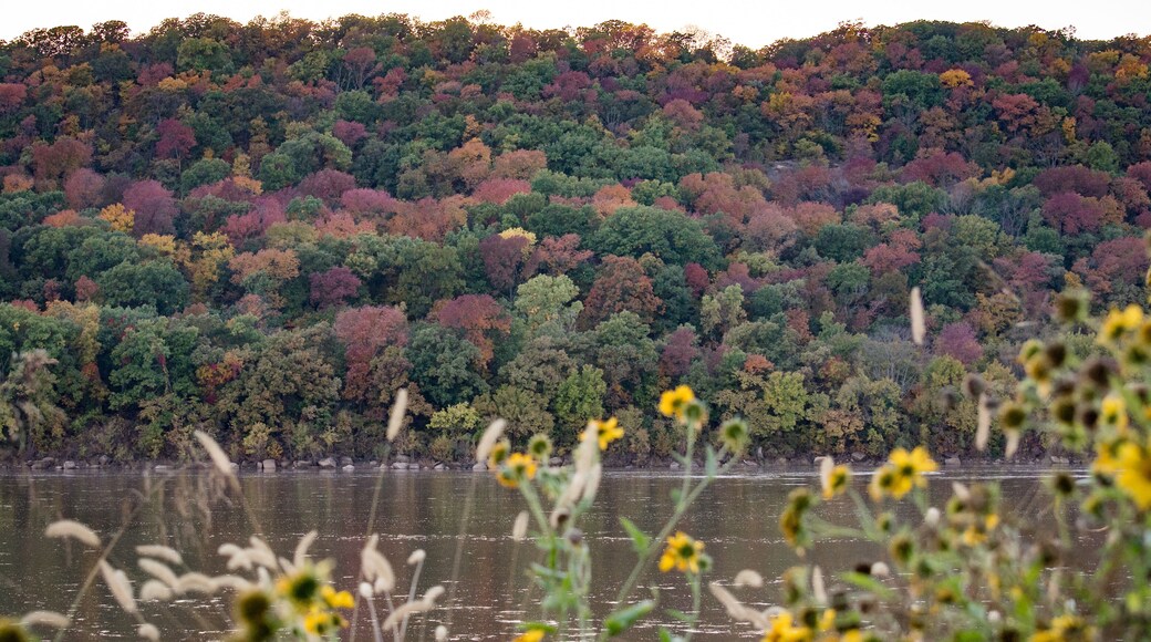 A river with a forested hillside in the background.