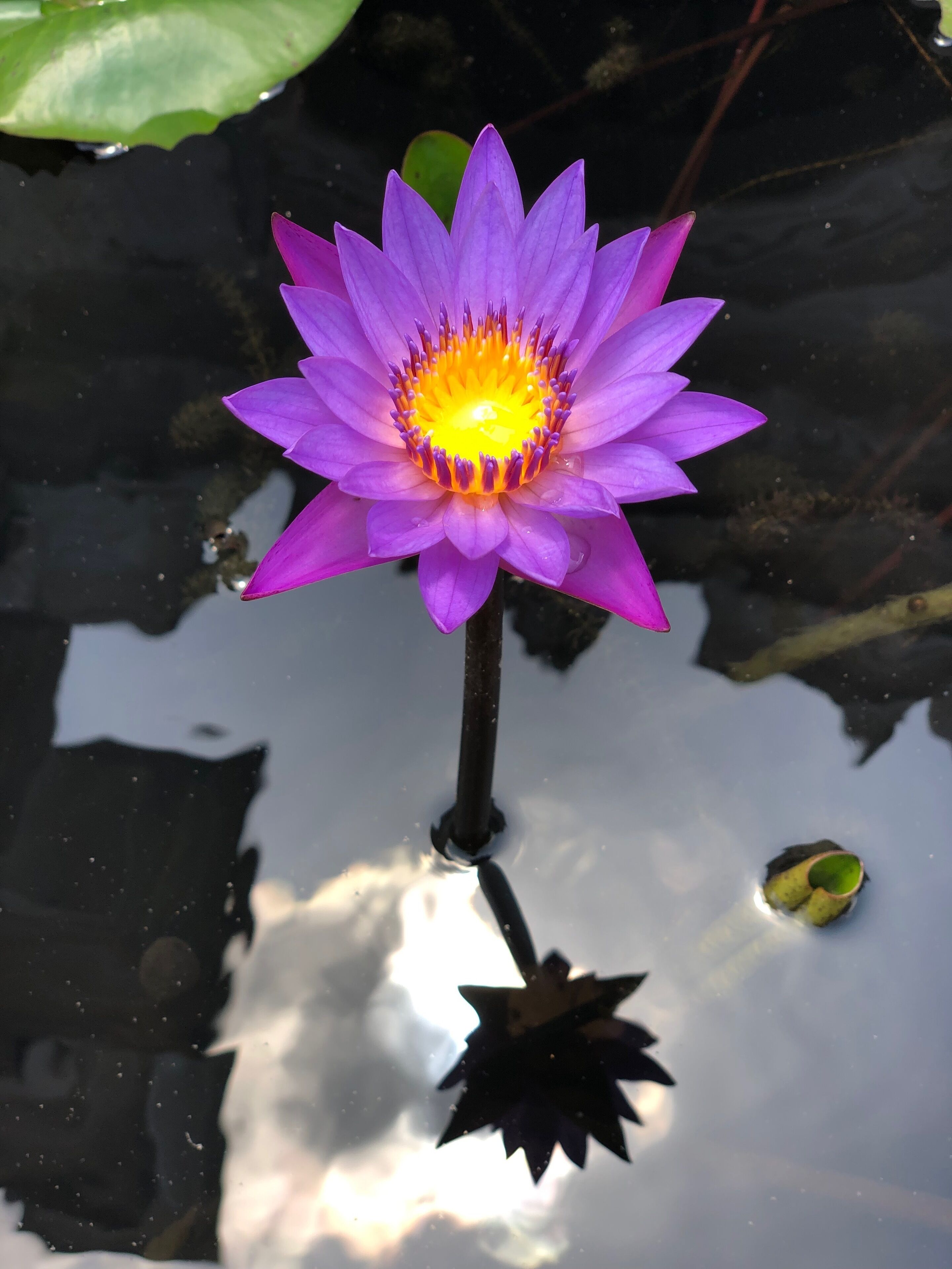 Flower in the fountain 